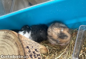 Hamsters sirios