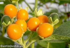 Tamarilho An�o - Solanum abutiloides (20 Sementes)