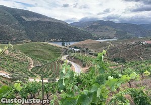 Terrenos Com Vinhas Para Produo De Vinho Do...