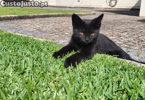 1 ou 2 Gatinhas super meigas ( 7 meses )