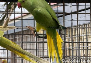 imagem_2
