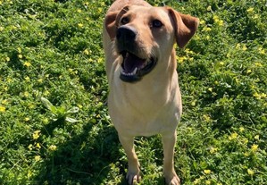 Pipoca - Para Adopo
