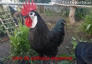 imagem_3