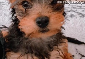 imagem_1