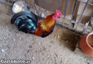 imagem_1