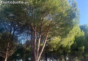 imagem_10