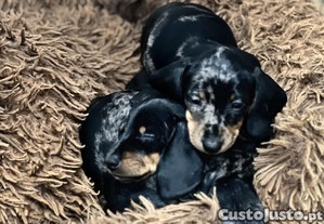 Teckel Kaninchen