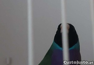 imagem_1