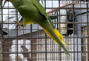 imagem_5