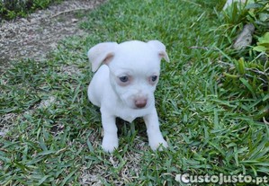 Chihuahua disponível para entrega imediata