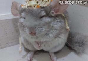 imagem_2