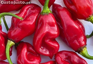Pimento Picante Naga Viper (10 Sementes)