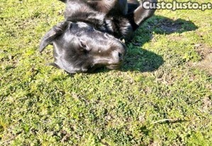 Cães para adoção