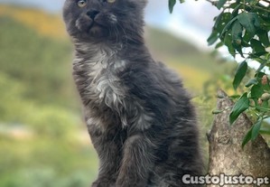 GATINHOS maine coon  lop
