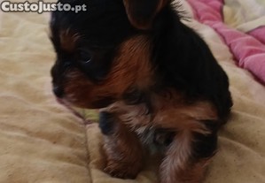 imagem_3