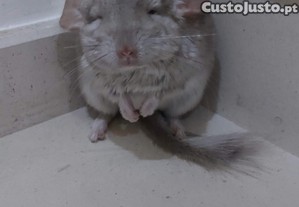 imagem_7