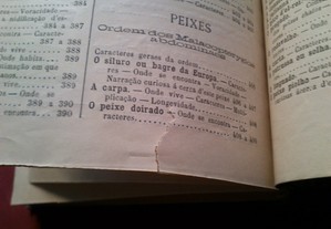 imagem_13