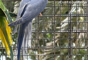 imagem_2