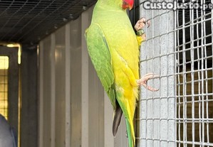 imagem_4