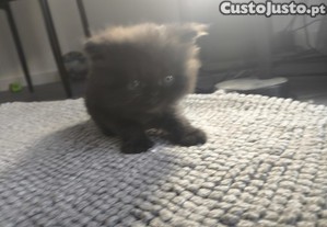Gatinho persa