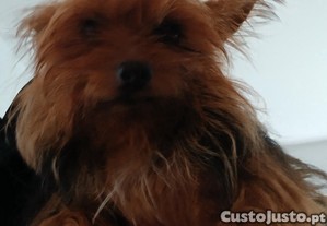 imagem_4