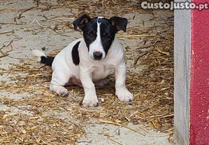Jack Russell Terrier