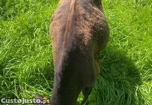 imagem_3