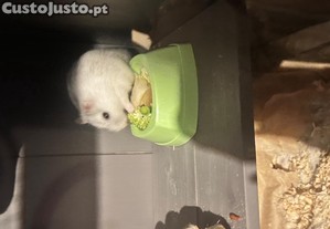 Hamsters russos