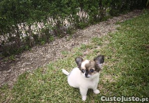 Chihuahua hiper miniatura disponvel para entrega imediata