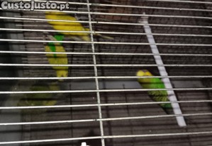 Piriquitos Australianos