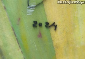 imagem_7