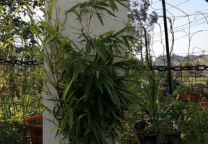 Planta de bambu para vaso 1,70mt 4 canas