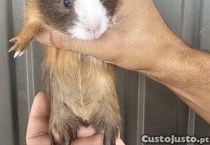 Porquinhos da india