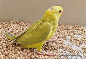 imagem_3