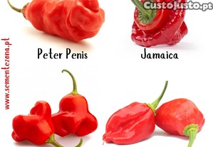 Conjunto/Lote de 4 variedades de pimentos picantes (Sementes)