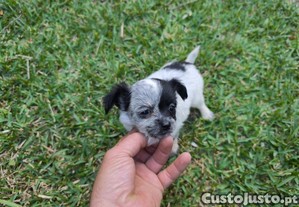 Chihuahua mini fmea pelo longo disponvel para entrega imediata