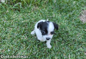 Chihuahua disponvel para entrega imediata existe a possibilidade de entrega