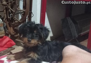 imagem_1