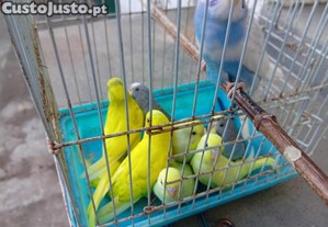 imagem_2