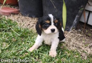 imagem_1