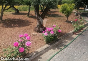 imagem_10