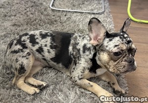 Bull Dog francs fmea