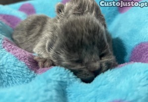 imagem_4