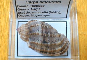 Búzio-Harpa amouretta caixa 5x5cm