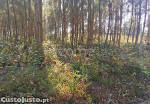 Terreno, Acesso Betuminoso, Viabilidade...