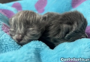 imagem_5