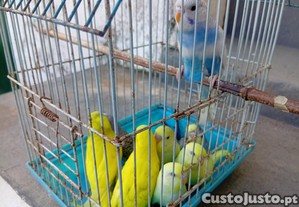 imagem_1