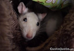 imagem_3