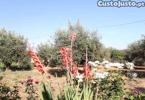 Moradia tipo quinta dentro da aldeia
