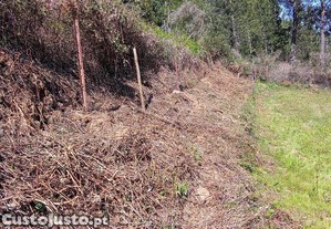 Desmatacao de terenos.